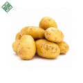 100% Exportable Bangladeshi Fresh Potato for French fries